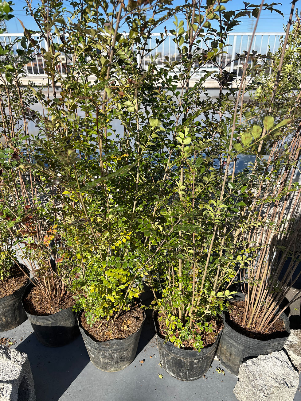 「シマトネリコ」　　　　　　　　　　　　　　　　　　　　来週鉢が届くので、植え替え検討中です。職員、学生のリラックススペースとして素敵なガーデンにしていきます！