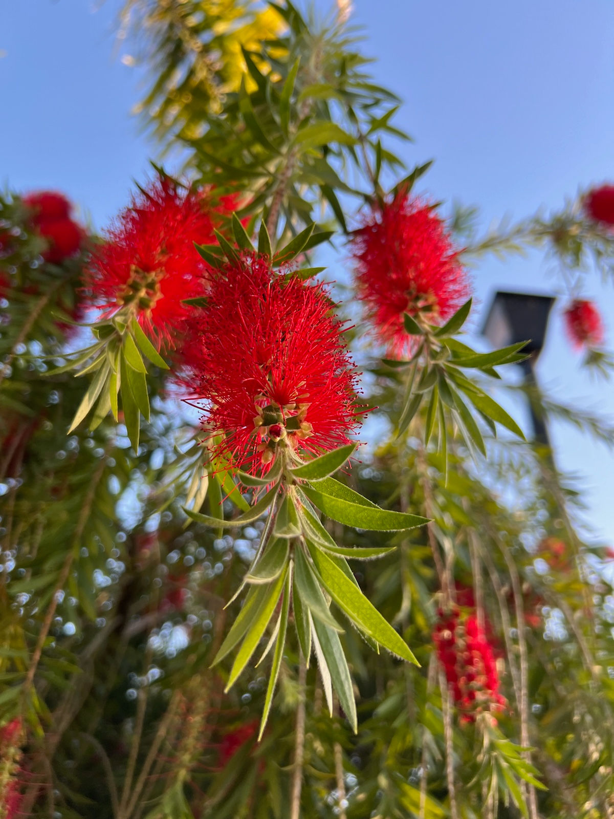 Weeping bottle brush