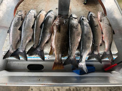 Coho salmon limits Vancouver fishing