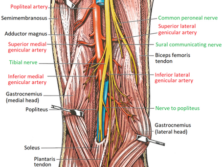 Regional Blocks II: Popliteal Sciatic Nerve Blocks