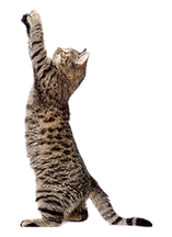 Rescue Kittens Playing