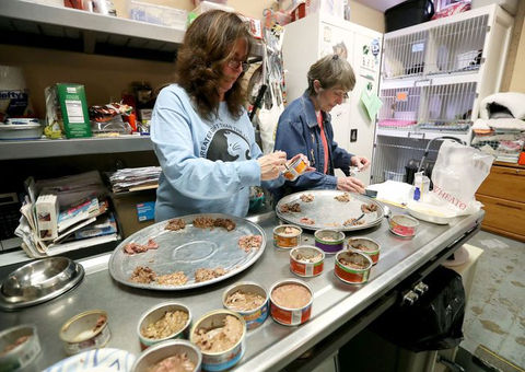 Cape-Atlantic CATS Rescue Shelter, Ocean City, NJ, Shelter staff preparing meal time for rescue cats and kittens ready to adopt