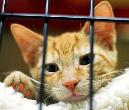 Rescue kitten available for adoption