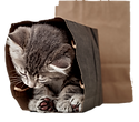Rescue kitten playing in shopping bag