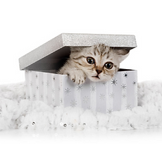 Rescue cat in gift box