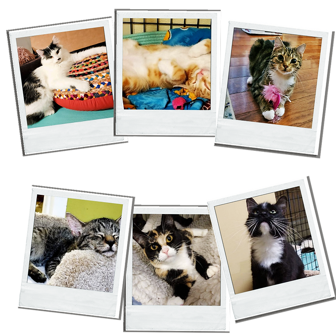 Adoptable rescue cat and kittens in NJ