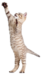 Rescue cat jumping