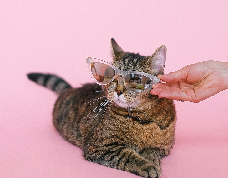 Education and Care Resources CapeAtlantic CATS Rescue Shelter