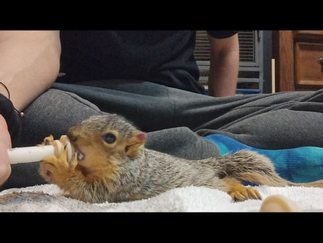 It's Getting Squirrely Around Here!