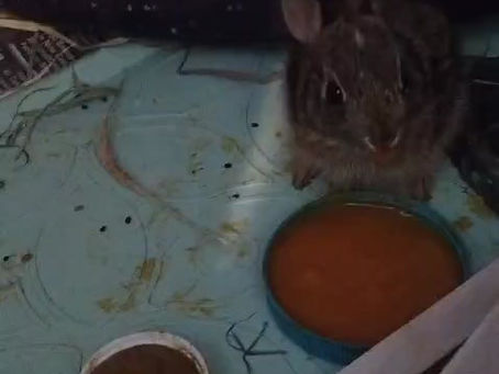 How adorable are these guys!