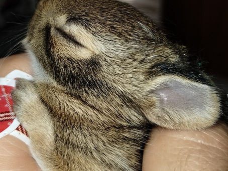 This little guy was brought in after being taken away from the family cat