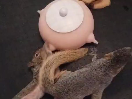 hungry hungry hungry