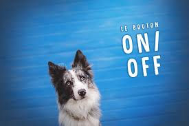La Rubrique Cyno: le bouton "On/off" chez le chien