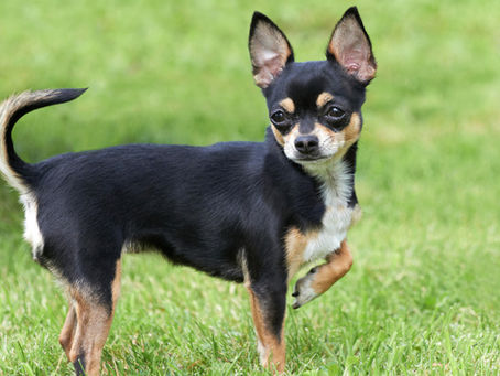 La rubrique Cyno: d'où vient le chihuahua ?