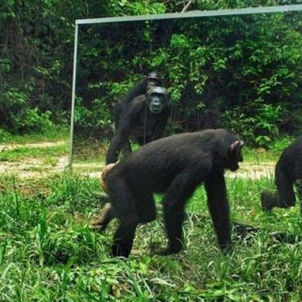 Perspective Animale: le test du miroir