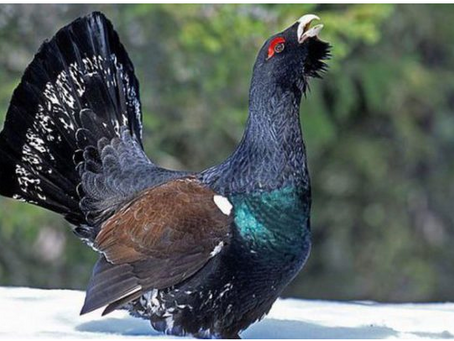 Les Galliformes Pyrénéens, une émission avec Thierry de Noblens et Marcel Ricordeau