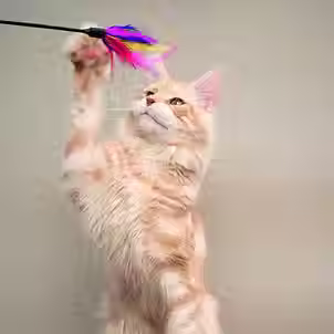 Perspective animale: mon chat boude ses jouets