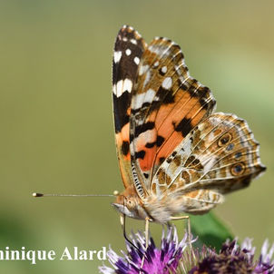 Alternatives écologiques - Les Sorties Nature du CEA avec Dominique Alard