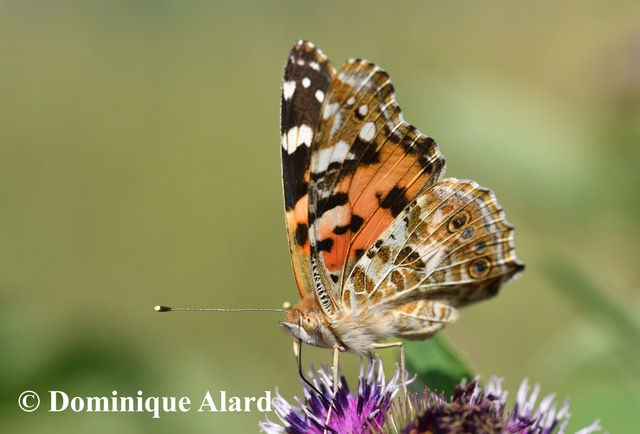 Alternatives écologiques - Les Sorties Nature du CEA avec Dominique Alard
