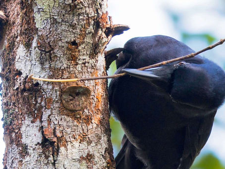 Perspective Animale: l'ingéniosité des corbeaux (2)