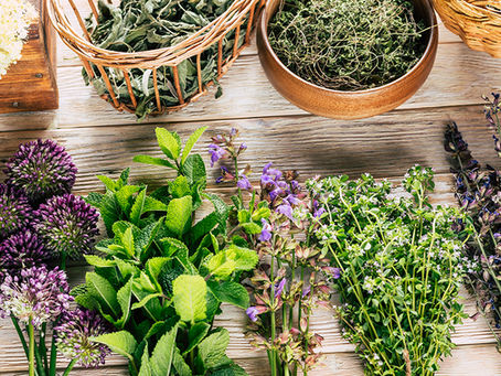 Talents de Femmes à Foix les 6 et 7 juin: Gisèle Sinfreu produit et transforme des plantes aromatiques et médicinales