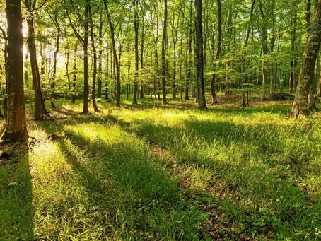 Sylvestre 09: une ambition pour la forêt ariégeoise