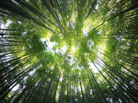Les forêts, pièges à Carbone: un fascicule pour vous accompagner vers les bonnes pratiques