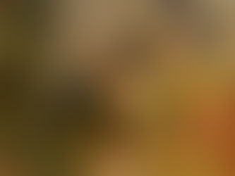Perspective animale: comment faire en sorte que mon chat n'extermine pas d'espèces ?