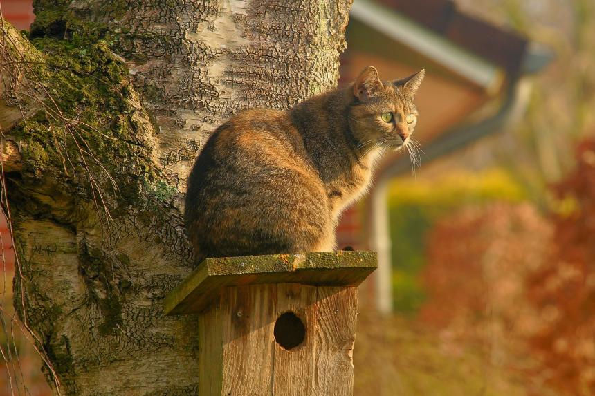 Perspective animale: comment faire en sorte que mon chat n'extermine pas d'espèces ?