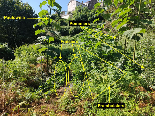 Forêt comestible Corse