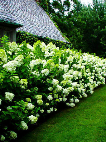 Hydrangea Limelight