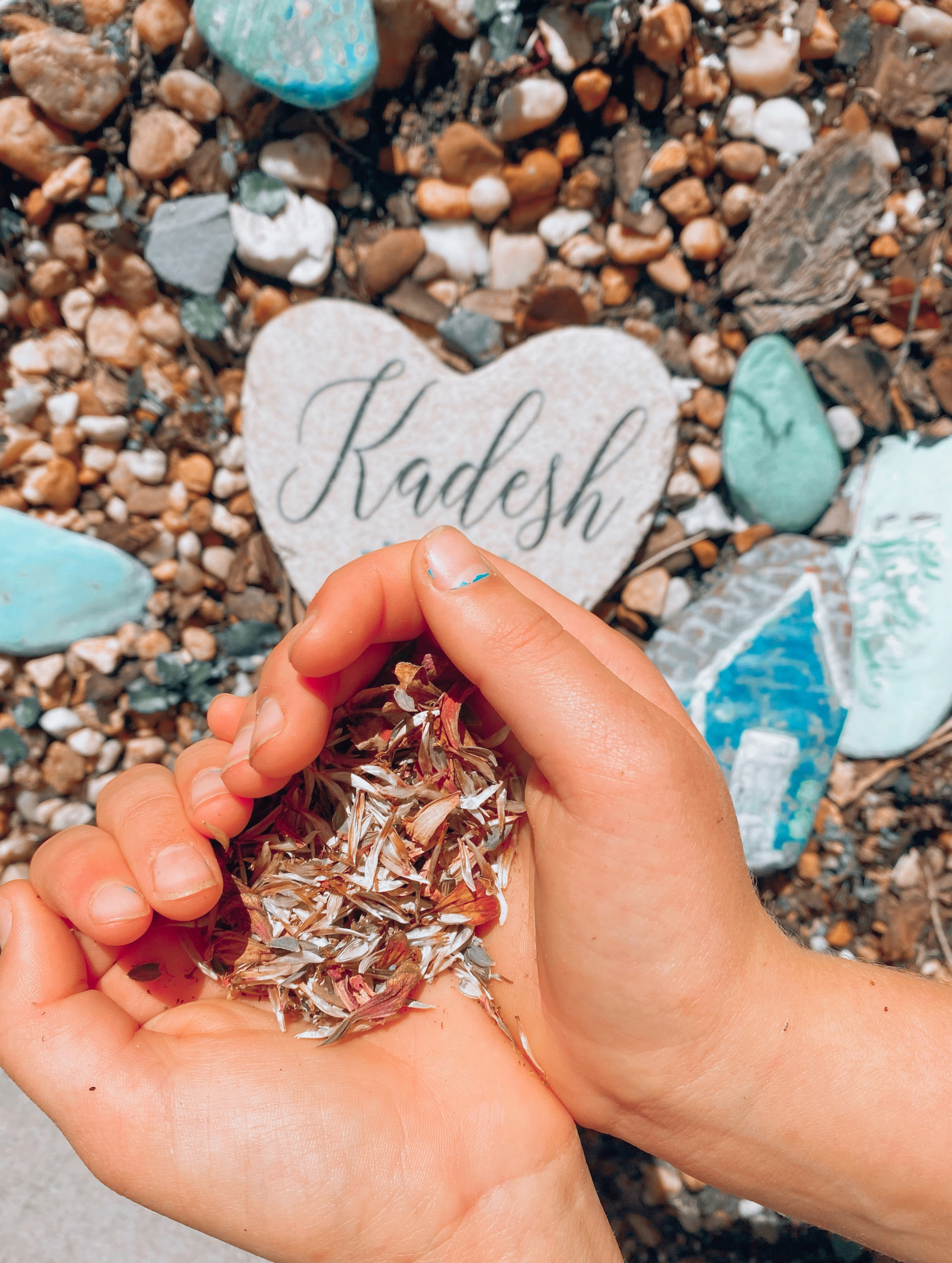 Gallery Seeds to Sunflowers, Inc.