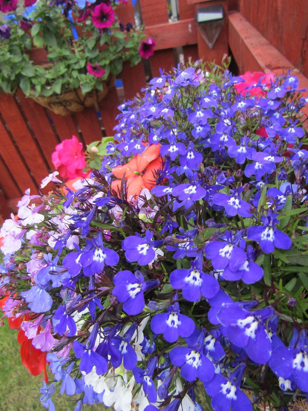 Flowers -summer 2025 (103)