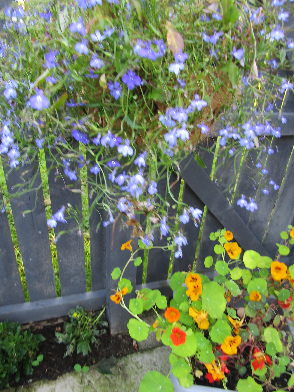 Flowers -summer 2025 (60)