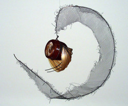 Bee's Eye