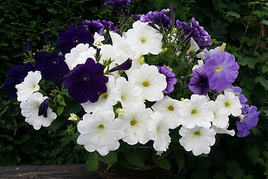 20200615_184733.jpg