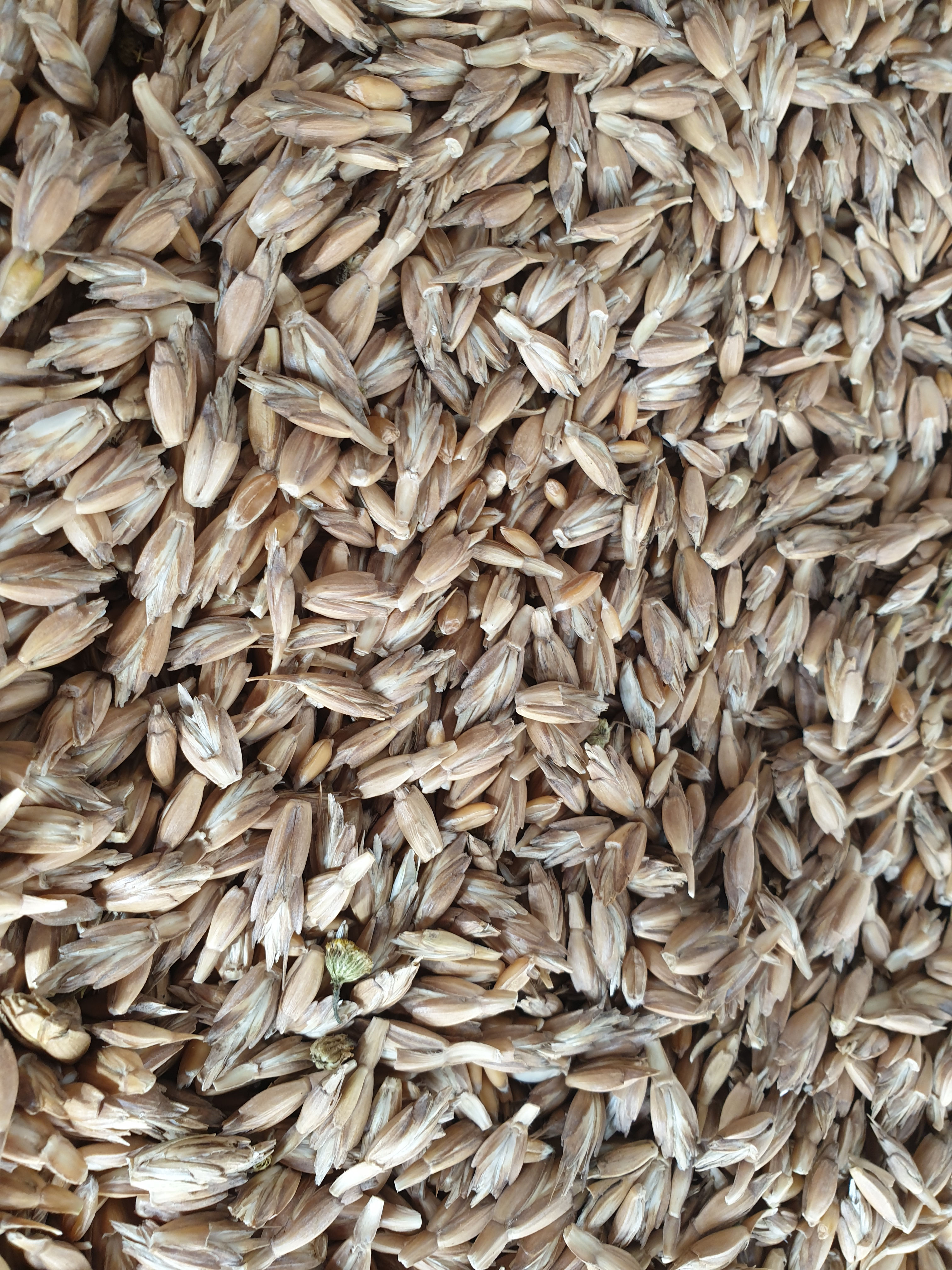 Ekologiczna pszenica orkiszowa ozima odmiana "Comburger"