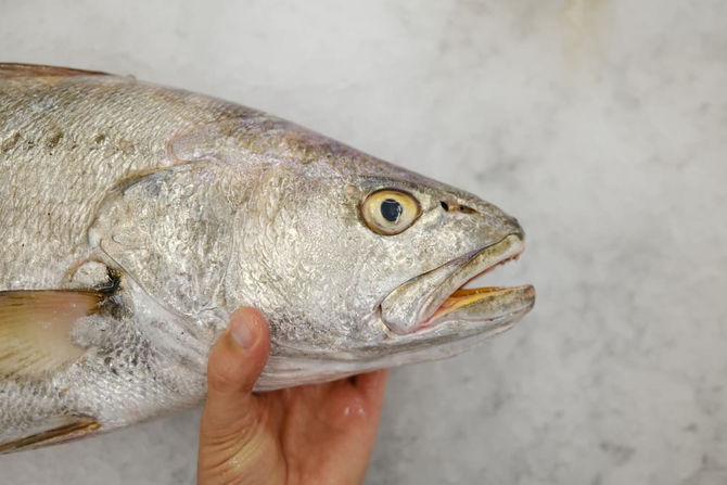 Propiedades y beneficios del pescado blanco