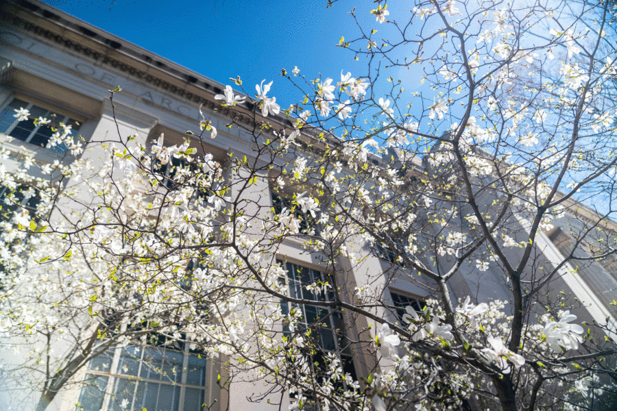 spring-flowers-mit-00_0.gif