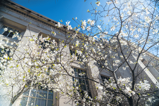 spring-flowers-mit-00_0.gif