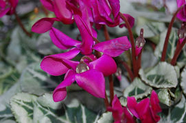 DSC_7721.JPG