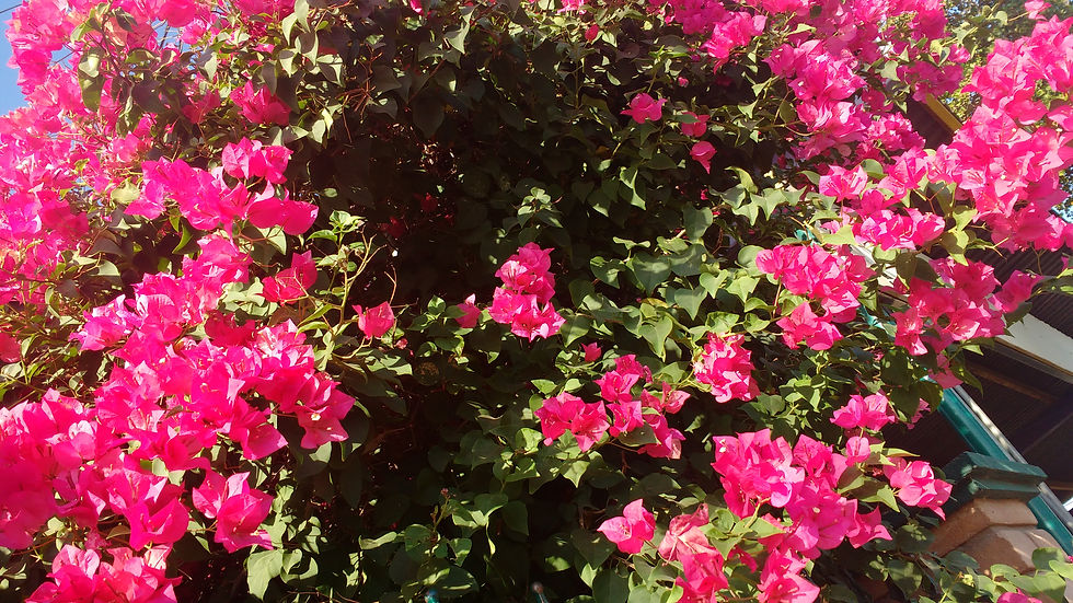 Bougainvillea Spectabilis Willd