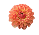 Blüten als Dekoelemente