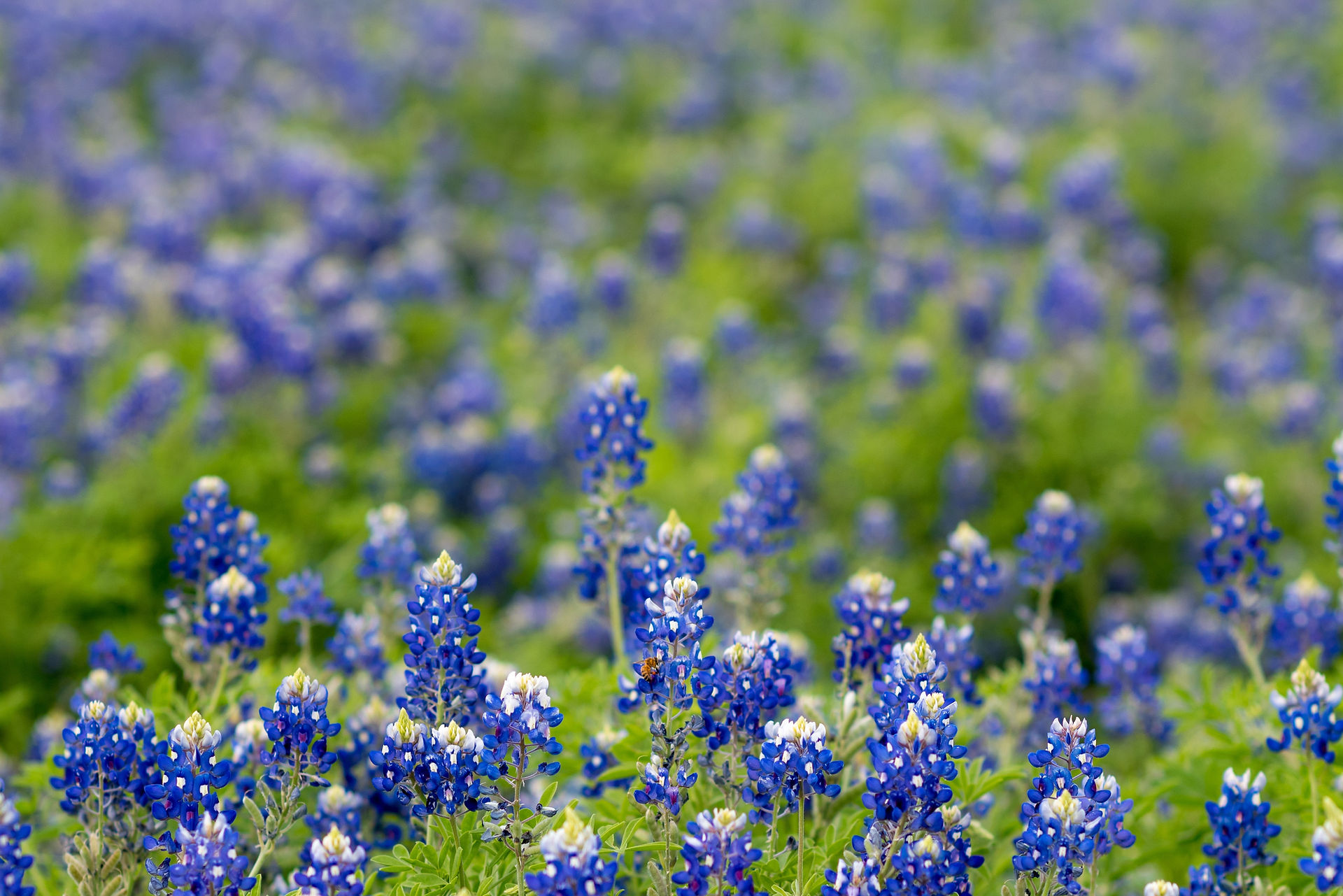 Texas luxury home — executive relocation to Rockwall TX