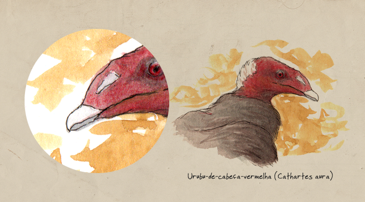 Bico carniceiro urubu