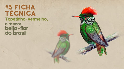 Ficha técnica: Topetinho-vermelho, o menor beija-flor do brasil.