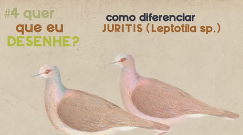 #4 Quer que eu desenhe? – Como diferenciar Juritis (Leptotila sp.)