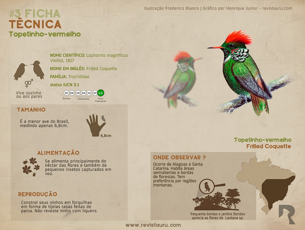 Topetinho-vermelho (Lophornis magnificus) Frilled Coquette ilustração