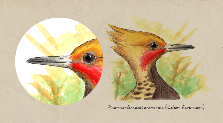 Bico Picapau ilustração