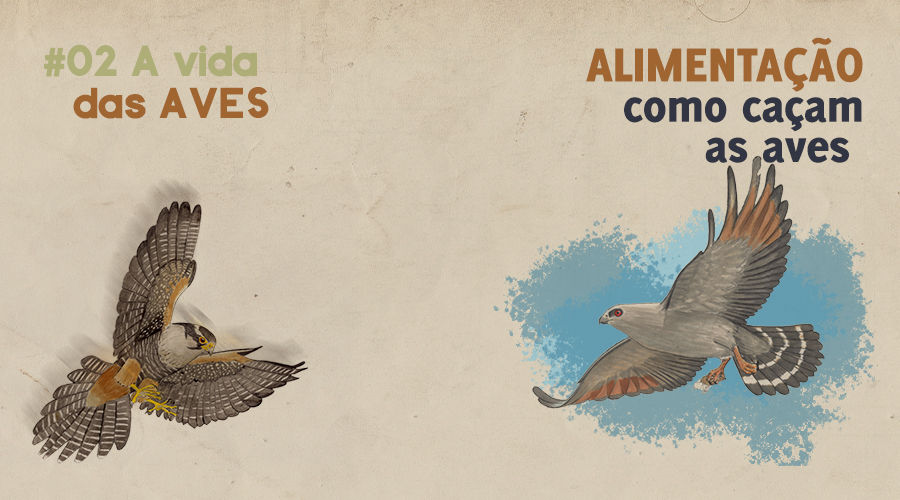 falcão-de-coleira (Falco femoralis) e sovi (Ictinia plumbea) caçando